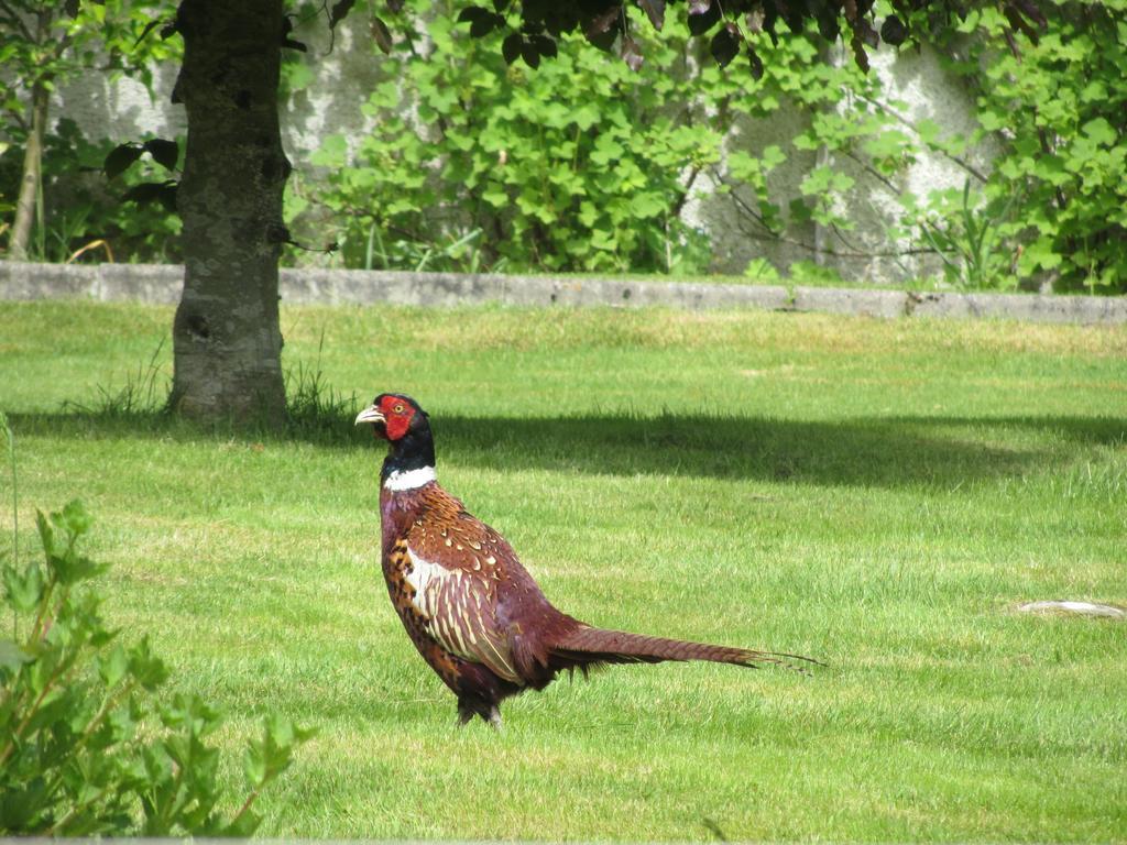 Rossmor Bed & Breakfast Grantown-on-Spey Zewnętrze zdjęcie